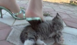 虐猫视频,人性与道德的拷问