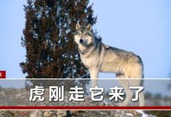 野狼视频,探索自然奇观，感受野性魅力